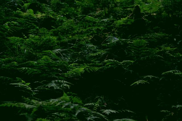 Image depicts dense forest vegetation with lush, green foliage in a low-light setting. Suitable for use in articles about nature, wilderness adventures, environmental conservation, or as a background in nature-themed designs.