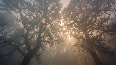 Enchanting Sunrise Through Oak Trees in Mystical Woodland