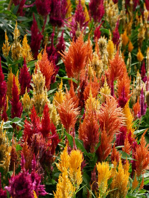 Brightly colored celosia flowers blooming amidst lush green foliage. Perfect for gardening blogs, botanical illustrations, and summer-themed designs. Adds a touch of vibrant color and natural beauty to floral arrangements, plant catalogs, and seasonal decoration projects.