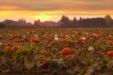 Sunset glowing pumpkin field with orange and white pumpkins across autumn farmland
