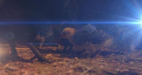 Speckled baby chicks pecking grains in sunlit coop