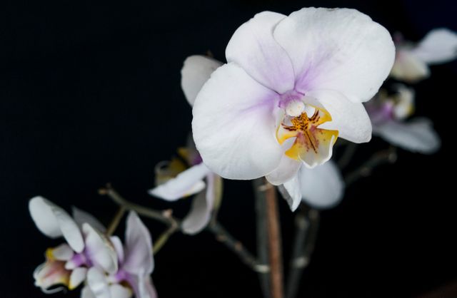 Orchidaceae orquidea - Download Free Stock Photos Pikwizard.com
