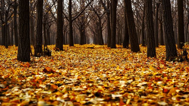 Autumn Forest Covered in Vibrant Fallen Leaves - Download Free Stock Photos Pikwizard.com