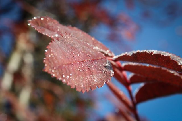 Close Up Image of Red Color of Leaf - Download Free Stock Photos Pikwizard.com