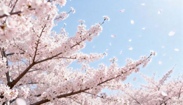 Spring cherry blossoms filling blue sky with drifting pink petals and delicate branches