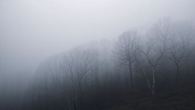 Mist-shrouded birch forest on sloping hillside with bare trees and blue-gray atmosphere
