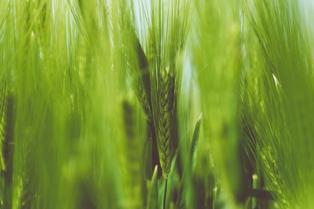 Image showcasing fresh green wheat stalks in a field, using a soft focus technique for an ethereal effect. Ideal for use in agricultural publications, nature-related websites, and marketing materials highlighting farming, rural life, or the growth cycle of crops.