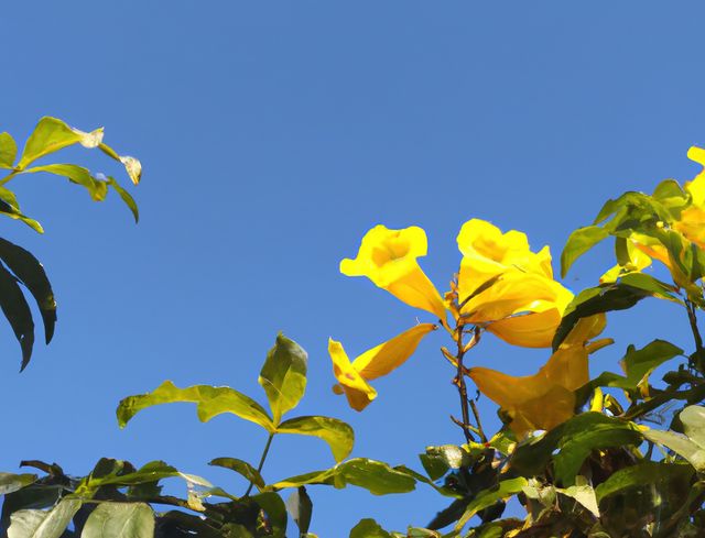 Bright yellow tropical flowers blooming under clear blue sky with green leaves. Perfect for use in gardening magazines, outdoor event flyers, or nature-themed blogs and websites.