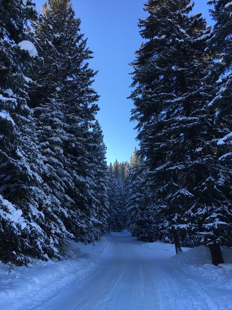 Impressive view of a snow-covered forest path flanked by tall, snow-laden pine trees. Ideal for use in winter-themed content, travel guides, nature blogs, holiday cards, and outdoor adventure promotions. Evokes a sense of tranquility and natural beauty.