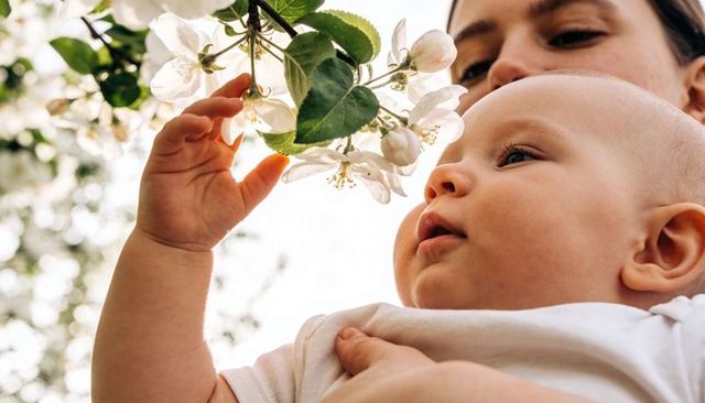 Baby reaching for orchard blossoms while parent supporting close-up spring bonding tender