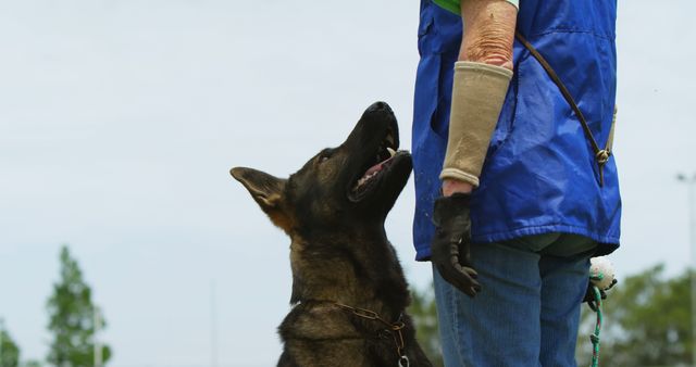 German Shepherd looking attentively at trainer during outdoor training session. Excellent for promoting dog training services, illustrating obedience training methods, or enhancing blog posts about working dog breeds and their training.