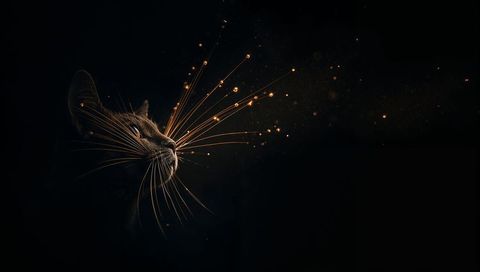 Glowing feline profile emitting golden whiskers turning into sparkling particles on black