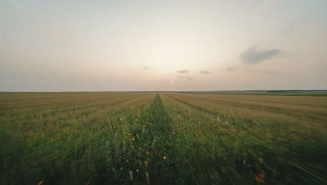 Narrow grassy track drawing through golden wheat fields at sunset, wildflowers in foreground