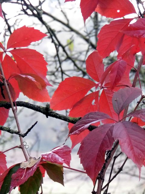 Red leaves on tree branch convey vibrant fall scenery, perfect for seasonal themes, nature blogs, educational materials on botany, or backgrounds for presentations.