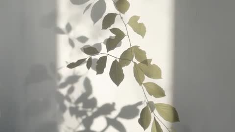 Sunlit Branch Casting Soothing Shadows in Minimalist Space