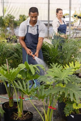 Greenhouse team watering tropical potted plants, multiethnic coworkers cultivating nursery foliage