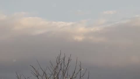 Capturing bare tree crown against layered overcast sky with drifting light specks and droplets