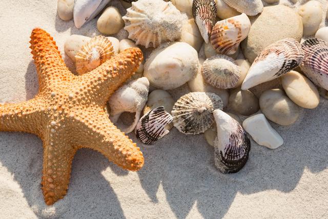 Close-up of Starfish with Pebbles and Sea Shells on Beach Sand - Download Free Stock Photos Pikwizard.com