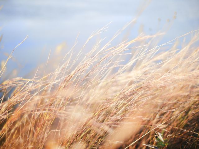 Golden Tall Grass Swaying in the Wind with a Soft Blur Effect - Download Free Stock Photos Pikwizard.com