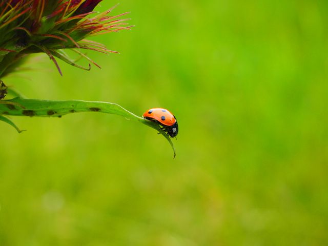 Picture showing a ladybug resting on a leaf with a blurred green background. Perfect for nature studies, educational materials, environmental conservation projects, insect photography collections, and backgrounds for presentations.