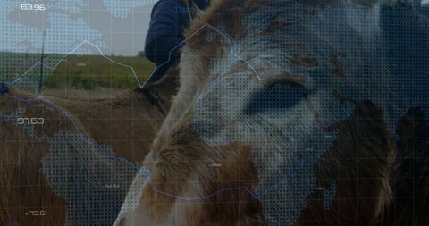 Shaggy cow amidst data overlay showcasing agricultural trends