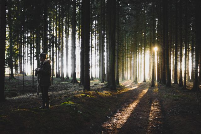 Person standing in a lush pine forest at dawn, bathed in soft morning light. This image conveys tranquility and serenity, making it ideal for themes of nature exploration, peaceful retreats, morning routines, and outdoor activities. Perfect for use in travel brochures, nature blogs, meditation and wellness promotions, and inspirational content.