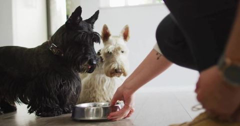 Feeding Time for Sweet Terrier Companions in Minimalist Home