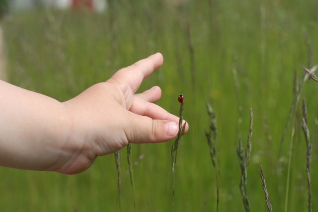 Child's Hand Touching Blade of Grass with Ladybug - Download Free Stock Photos Pikwizard.com