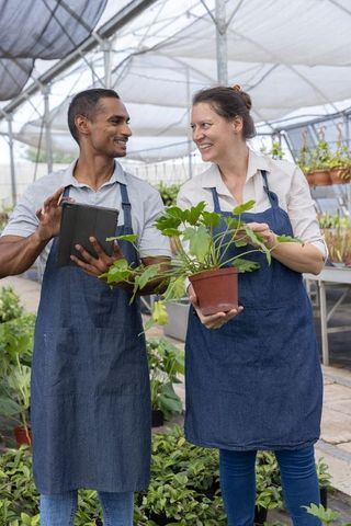 Greenhouse coworkers consulting tablet while inspecting potted plant, teamwork in nursery