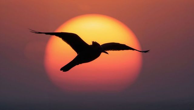 Seabird Silhouette Against Stunning Sunset Backdrop