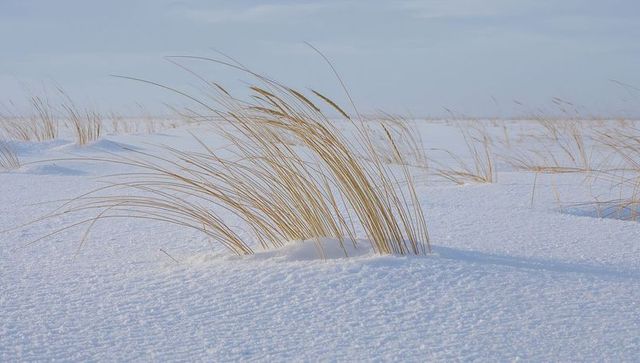 Golden dune grass bending across wind-swept snow on coastal plain, minimalist winter scene