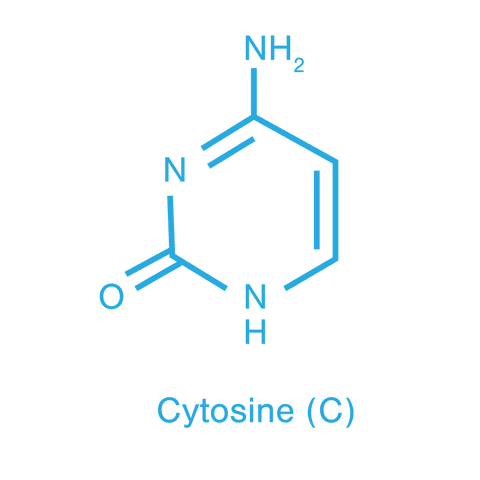 transparent cytosine molecular structure illustration - Download Free Stock Videos Pikwizard.com