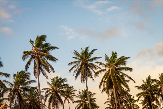 Palm trees blue sky  - Download Free Stock Photos Pikwizard.com