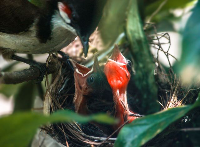 Adult bird feeding hungry chicks in nest amidst lush greenery symbolizes natural parenting in wildlife. This photo is ideal for nature documentaries, wildlife conservation materials, educational posters, and articles on animal behavior.