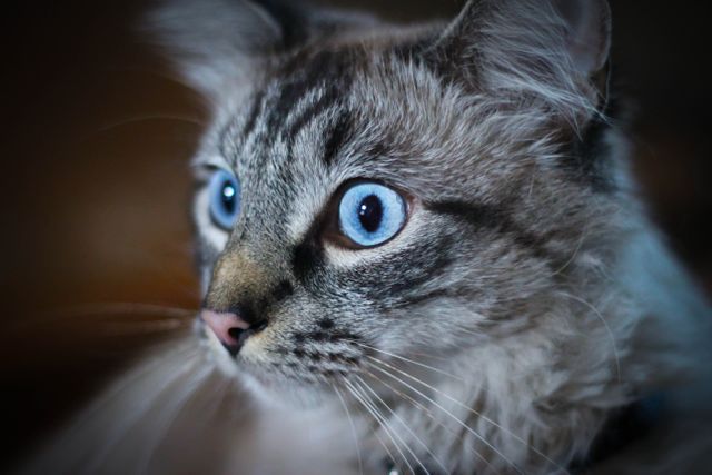 Beautiful blue eyes cat furry - Download Free Stock Photos Pikwizard.com