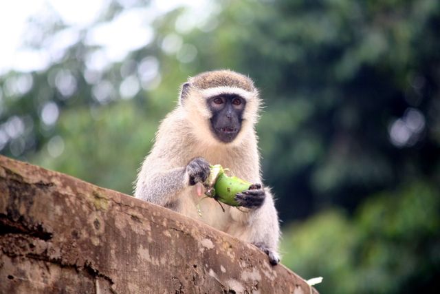 Vervet monkey holds green fruit while sitting on a tree branch against a blurred forest background. Useful for projects related to wildlife, nature conservation, and environmental studies.