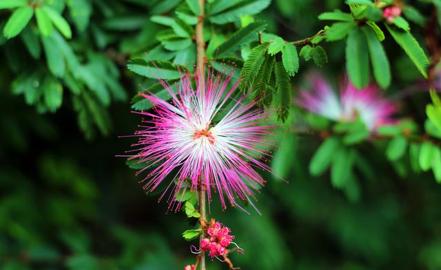 Capturing the delicate beauty and vibrant colors of a Powder Puff Mimosa flower. Ideal for botanical themes, gardening blogs, floral arrangements, and nature documentaries. This close-up highlights botanical details, perfect for educational materials and nature-inspired designs.