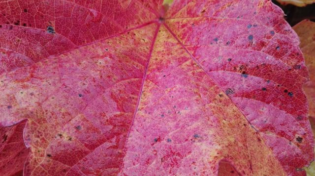 Vibrant red maple leaf highlighting the intricate patterns and natural texture. Perfect for nature themes, fall or autumn motifs, seasonal advertising, or backgrounds for projects requiring pops of color.