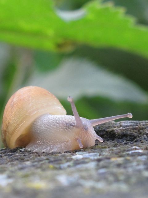 This close-up captures a snail crawling on a rock with a green nature background, emphasizing its textures and details. Ideal for nature related projects, educational materials on wildlife, gardening blogs, and relaxation visuals due to the slow-paced, serene atmosphere.