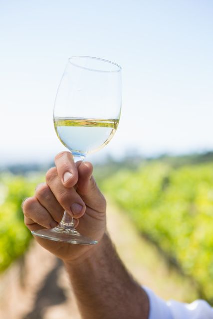 Vintner holding glass of wine in vineyard