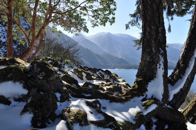 Snow-covered forest with clear view of lake and mountains in background. Ideal for use in nature blogs, travel websites, winter destination brochures, or outdoor activity promotions.