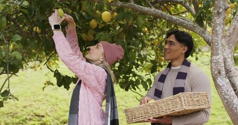 Couple harvesting yellow fruit in orchard wearing cozy autumn sweaters and scarves