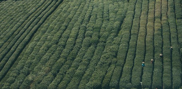 This photo depicts an aerial shot of farmers working in lush green tea plantations, organized in neat rows. Ideal for use in articles or advertisements emphasizing agriculture, organic farming, eco-friendly practices, or rural life. Can also be used in environmental or nature-focused content.