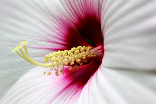 Close-up macro shot of a white hibiscus flower with a vivid pink center, emphasizing the detailed stamen and pollen. Ideal for use in botany articles, gardening magazines, floral prints, and educational materials about plant anatomy.