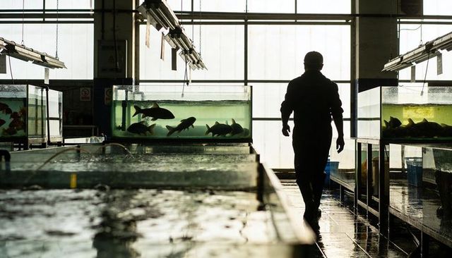 Walking silhouette of aquaculture worker along wet floor past backlit fish tanks