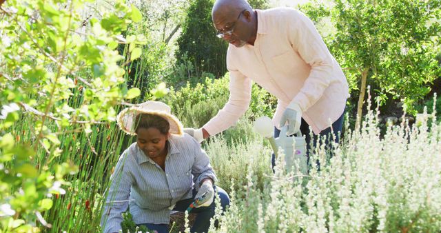 Senior African American Couple Gardening Together in Outdoor Garden - Download Free Stock Images Pikwizard.com