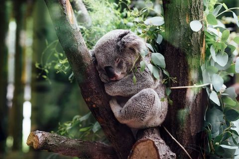 Sleeping koala on eucalyptus tree in natural habitat