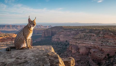 Sunlit serval sitting on sandstone canyon cliff at golden hour with vast mesas