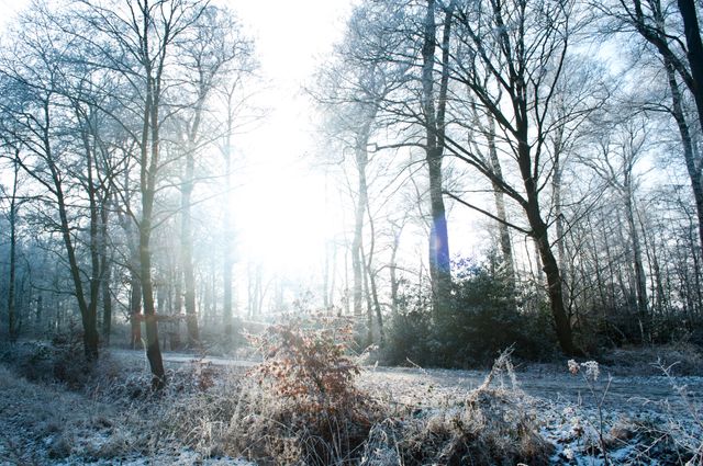 Winter Sunlight Shining Through Snow-Covered Forest - Download Free Stock Photos Pikwizard.com