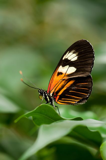 This close-up of a butterfly showcases its vividly colored wings while resting on a green leaf against a blurred background. It can be used for nature or biology-related projects such as magazines, educational materials, and posters highlighting wildlife diversity.